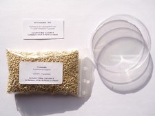 Kit Germination - DIY Pétri