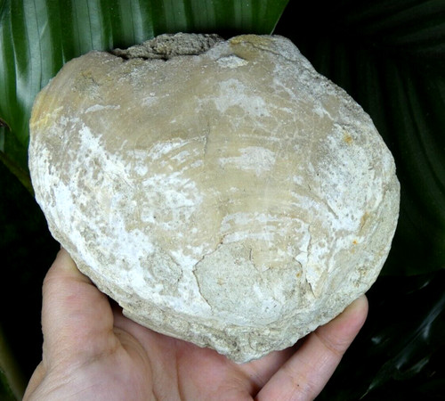Important fossile bivalve - fossile,