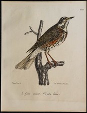 1830 - Grive mauvis - Lithographie ancienne d'oiseau (Ornithologie) en couleurs