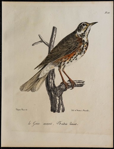 1830 grive mauvis - grive,