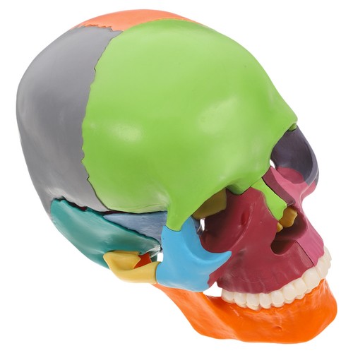 Faux cerveau modèle crâne - de,