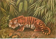 Animals - Beasts - Tiger - Tiger - Art Painting - Illustration by P Barruel - CP