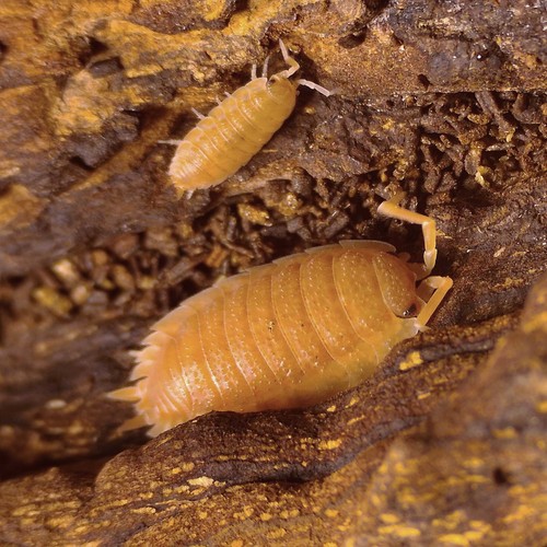 Porcellio scaber orange - scaber, ×15