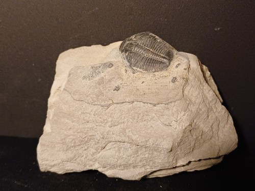 Trilobite fossile elrathia - trilobite,