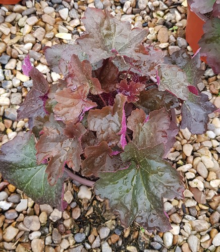 Heuchera micrantha palace - micrantha, 'palace