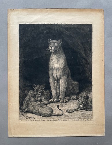 Evert van muyden lionne avec - muyden,,