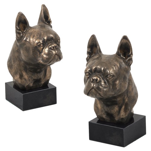 Boston terrier bull - boston,