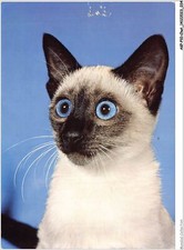 AKPP10-0797-CAT - CAT WITH BLUE EYES