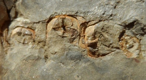 Trilobite ordovicien la - ordovicien, de