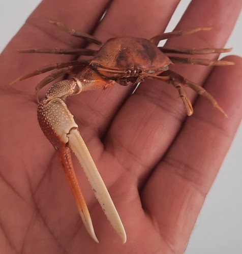 Curiosité taxidermie - curiosité,