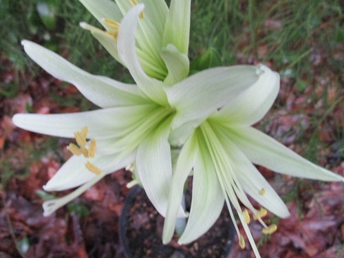 One amaryllis bulb - one,