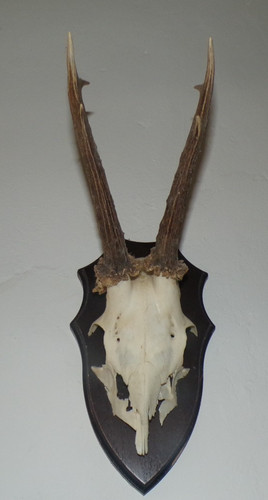 Trophee chasse massacre - chasse,