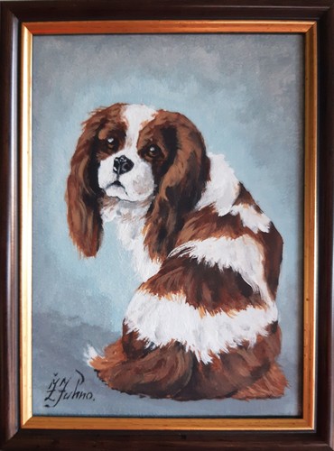 Cavalier king charles spaniel - king,