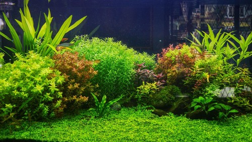 Plantes aquarium pour plus - aquarium,