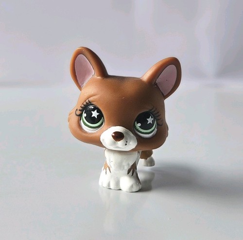 Authentique chien corgi marron