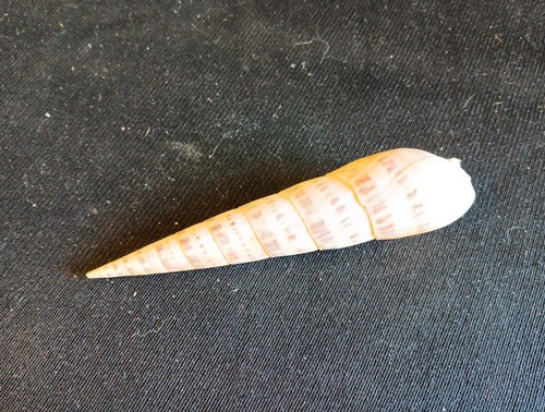 Coquillage terebra taurina - coquillage, l