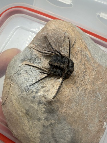 Ceratonurus trilobite fossile - ceratonurus,