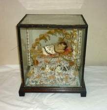 Petit Roi diorama CIRE Vitrine