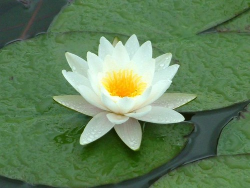 Special petit bassin nenuphar - ,