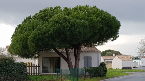 Pinus pinea pin parasol - pinus,