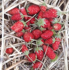 Lot De 50 Graines De Fraisiers