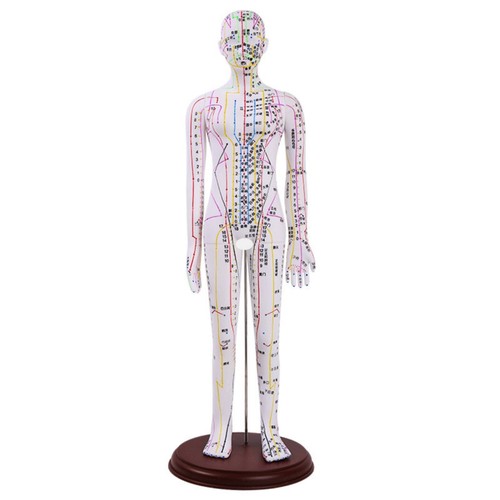 Mannequin acupuncture avec - d'acupuncture,