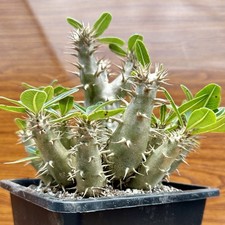 RARE!!! Pachypodium Rosulatum