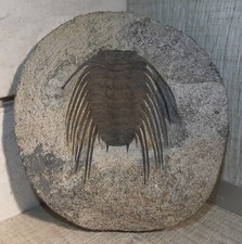 Trilobite SELENOPELTIS BUCHII