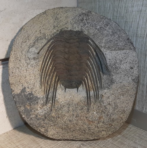 Trilobite selenopeltis buchii - trilobite,