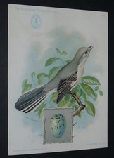 1899 SINGER SEWING MACHINE ADVERTISING CARD USA COLONY ALGERIA BIRDS EGGS