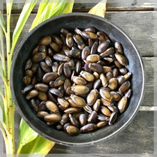 10 graines Corossol - (Annona muricata) - Récolte 2024