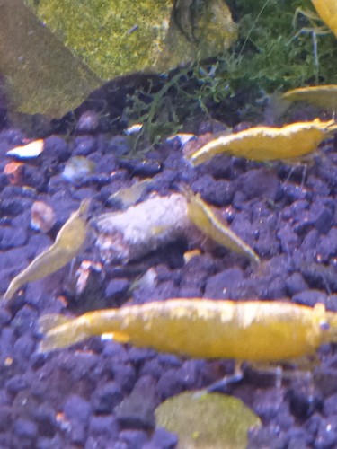 Lot crevette yellow neon - lot,