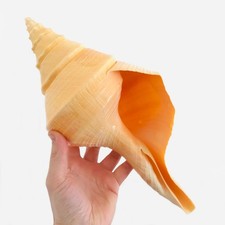 Syrinx aruanus 35 cm -