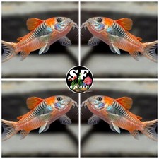 Pack 3 Corydoras SP.AFF.ANEUS 'VENEZUELA' (0.75-1") Live Fish