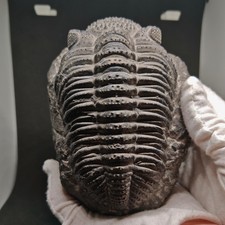 Grand Trilobite Drotops