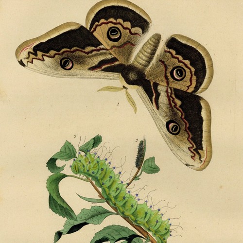 Histoire naturelle papillon - histoire,