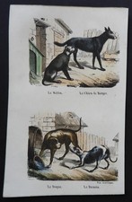 BUFFON début 19ème - Gravure couleurs : CHIENS (Mâtin, Dogue, Danois, Berger)