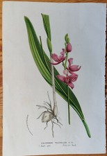 Van Houtte Original Print Botany Orchid Calopogon - 1850