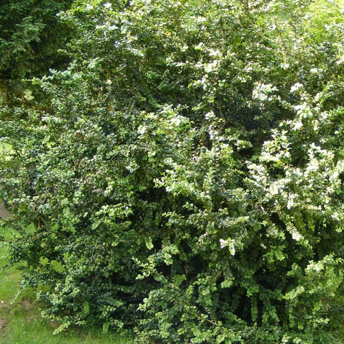 Buxus sempervirens