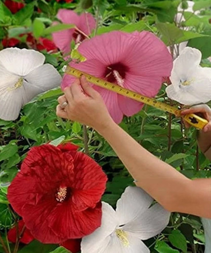 Hibiscus moscheutos géant - moscheutos,
