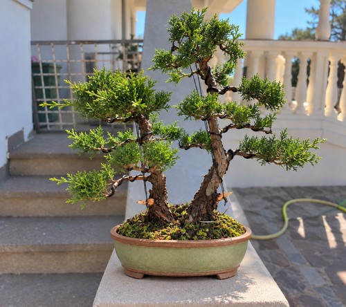 Bonsaï juniperus chinensis - de,