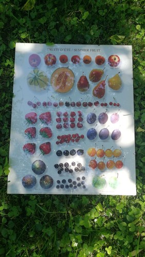 Poster mural affiche - , fruits