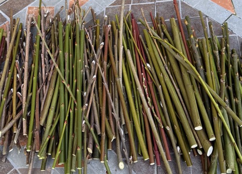 150 organic willow cuttings - 150,