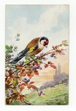   bird . Pretty Goldfinch