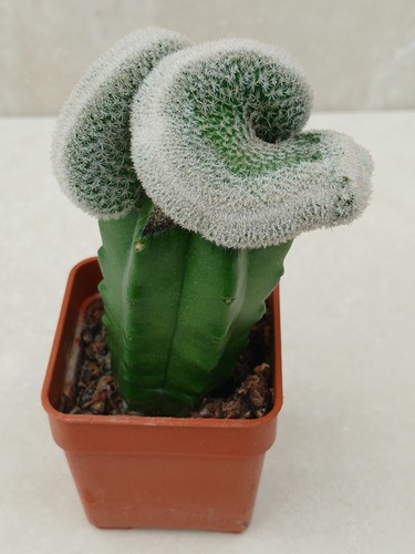 Epithelantha polycephala - epithelantha,