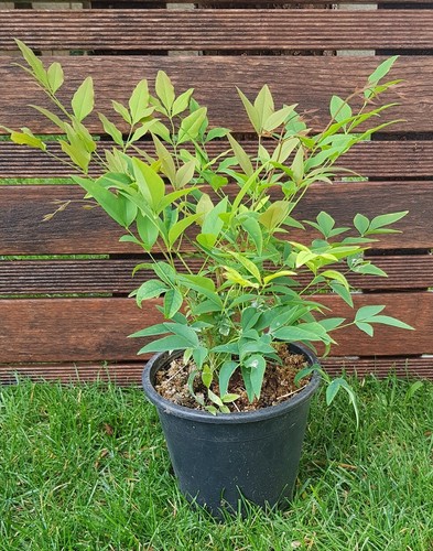 Nandina domestica bambou - nandina,