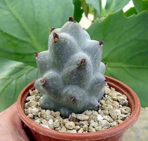 Tephrocactus inermis giga - inermis,