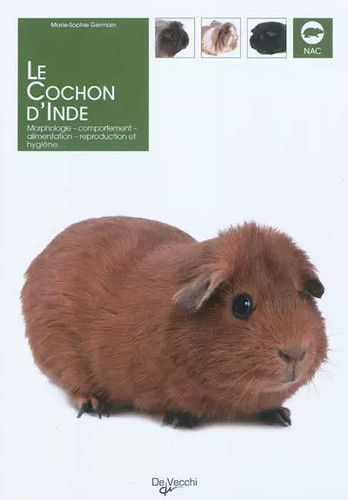 Cochon inde marie sophie - le, marie-sophie