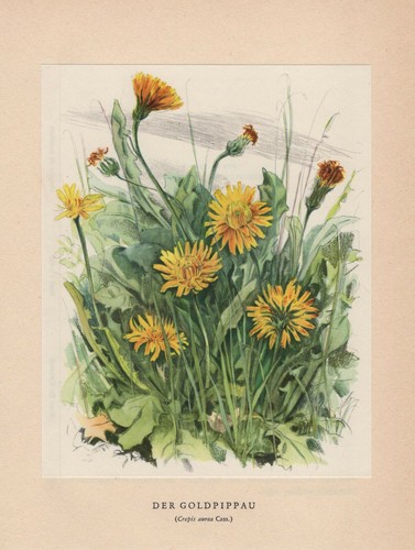 Lithographie gold pippau - de, gold-pippau
