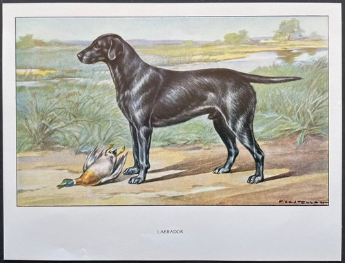 Labrador reproduction couleur - labrador,